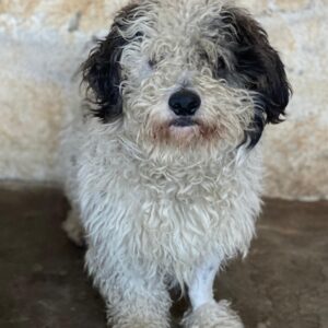 Günni – geb. ca. 12/2023 – 45896 Gelsenkirchen