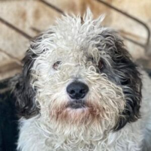 Günni – geb. ca. 12/2023 – 45896 Gelsenkirchen