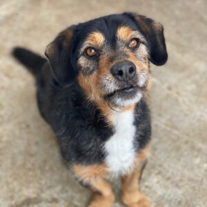 Gustavio – geb. ca. 01/2023