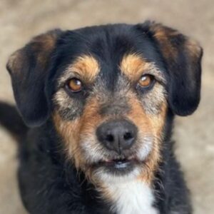 Gustavio – geb. ca. 01/2023