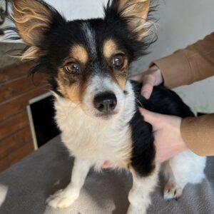 Hannah – geb. ca. 01/2024