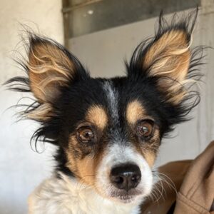 Hannah – geb. ca. 01/2024