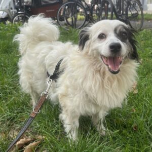 Hanyo – geb. ca. 12/2023 – 67269 Grünstadt