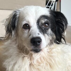 Hanyo – geb. ca. 12/2023 – 67269 Grünstadt