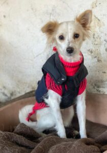 Isara – geb. ca. 07/2024