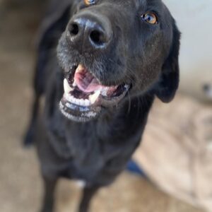 Jinx – geb. ca. 01/2025