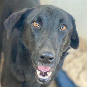 Jinx – geb. ca. 01/2025