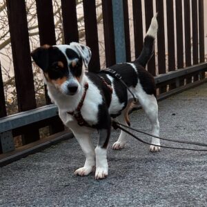 Julia – geb. ca. 08/2025 – 79576 Weil am Rhein – reserviert