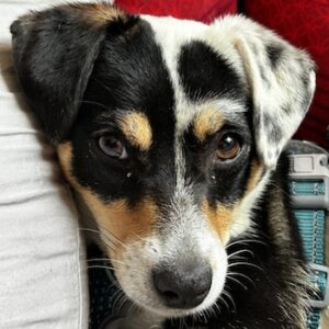 Julia – geb. ca. 08/2025 – 79576 Weil am Rhein – reserviert