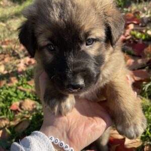 Kalani – geb. ca. 09/2025