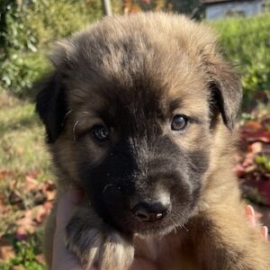 Kalani – geb. ca. 09/2025