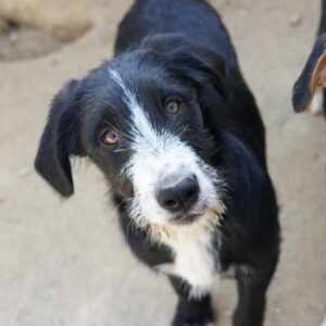 Kasimir – geb. ca. 09/2025