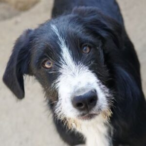 Kasimir – geb. ca. 09/2025