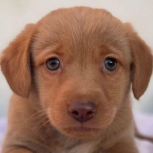 Kea – geb. ca. 10/2025