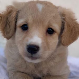 Kimolos – geb. ca. 10/2025