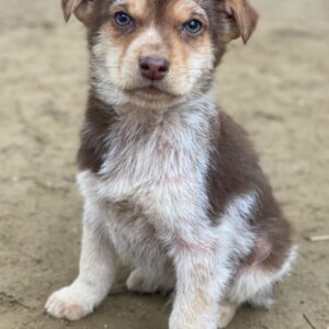 Krysante – geb. ca. 10/2025