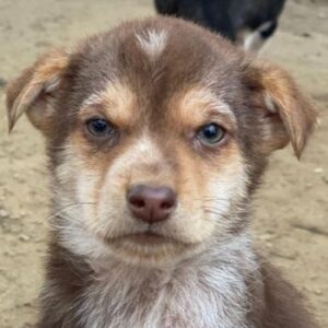 Krysante – geb. ca. 10/2025