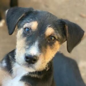 Kunigunde – geb. ca. 09/2025