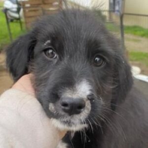 Lisbeth – geb. ca. 09/2025 – reserviert