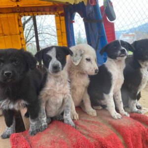 Lisbeth – geb. ca. 09/2025 – reserviert