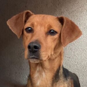 Luperca – geb. ca. 06/2024 – reserviert