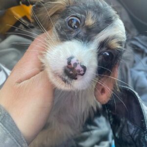 Mäuselchen – geb. ca. 10/2025