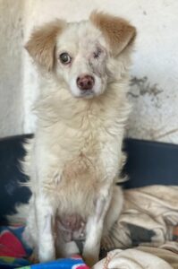 Magnum – geb. ca. 07/2023