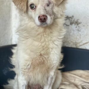 Magnum – geb. ca. 07/2023