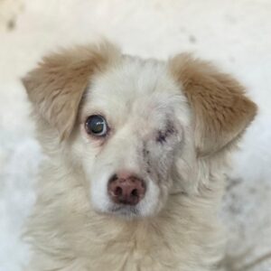 Magnum – geb. ca. 07/2023