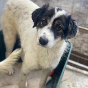 Majolika – geb. ca. 04/2025