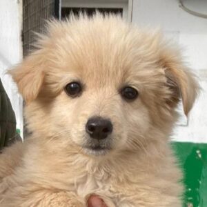 Mandana – geb. ca. 10/2025 – reserviert