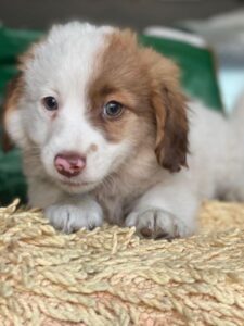 Milos – geb. ca. 10/2025