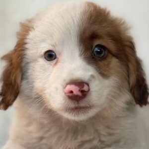 Milos – geb. ca. 10/2025