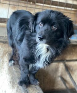 Mochi – geb. ca. 01/2024 – 24114 Kiel