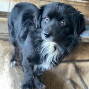 Mochi – geb. ca. 01/2024 – 24114 Kiel