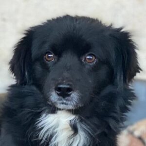 Mochi – geb. ca. 01/2024 – 24114 Kiel