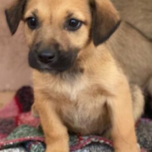 Monica – geb. ca. 11/2025 – reserviert