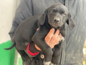 Morus – geb. ca. 11/2025