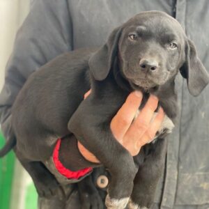 Morus – geb. ca. 11/2025