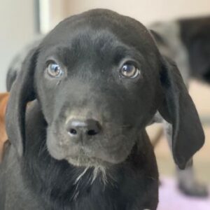 Morus – geb. ca. 11/2025