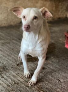 Newton – geb. ca. 01/2025