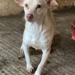 Newton – geb. ca. 01/2025