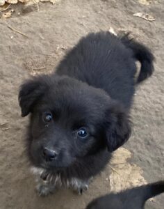 Nuccia – geb. ca. 10/2025 – reserviert