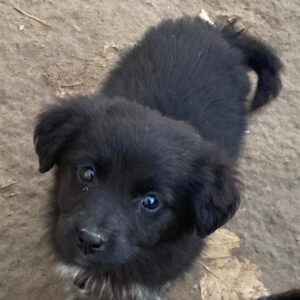 Nuccia – geb. ca. 10/2025 – reserviert