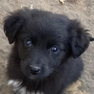 Nuccia – geb. ca. 10/2025 – reserviert