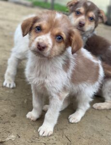 Nyli – geb. ca. 10/2025 – reserviert