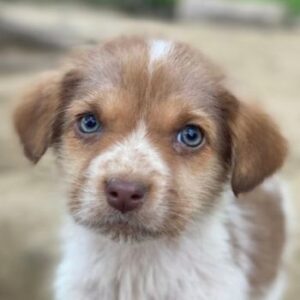 Nyli – geb. ca. 10/2025 – reserviert