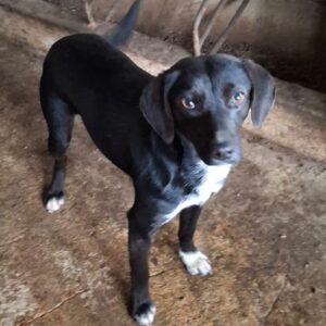 Parnaiba – geb. ca. 01/2024