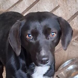 Parnaiba – geb. ca. 01/2024