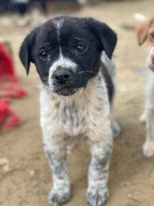 Pascuala – geb. ca. 10/2025